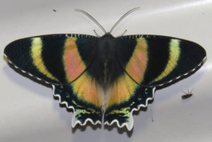 Queensland Day Moth Alcides metaurus