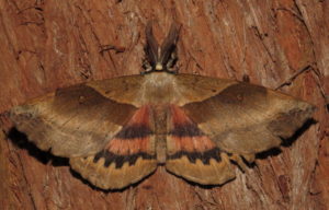 White-stemmed Acacia Moth Chelepteryx chalepteryx