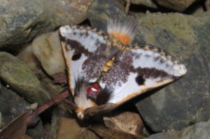 Black Spot Moth Epicoma melanospila