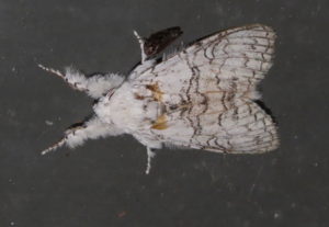 Calliteara pura