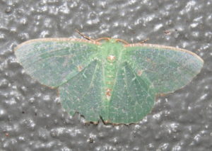 Inscribed Emerald Eucyclodes metaspila