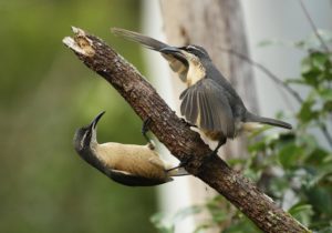 young male Victoria's Riflebirds displaying, by Steve Bond