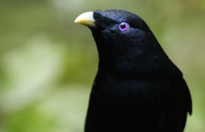 male Satin Bowerbird, by Steve Bond