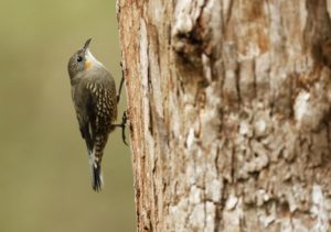 female White-throated Tree-creeper, by Steve Bond