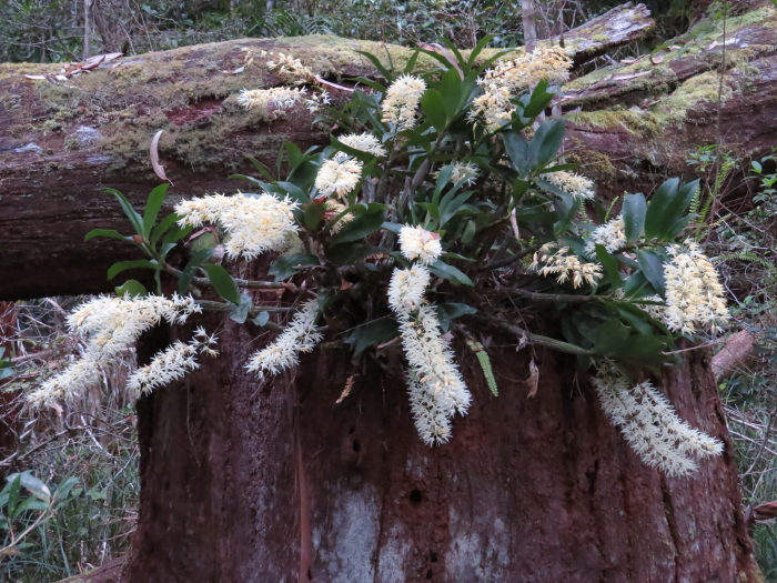 Rainforest Rock Orchid