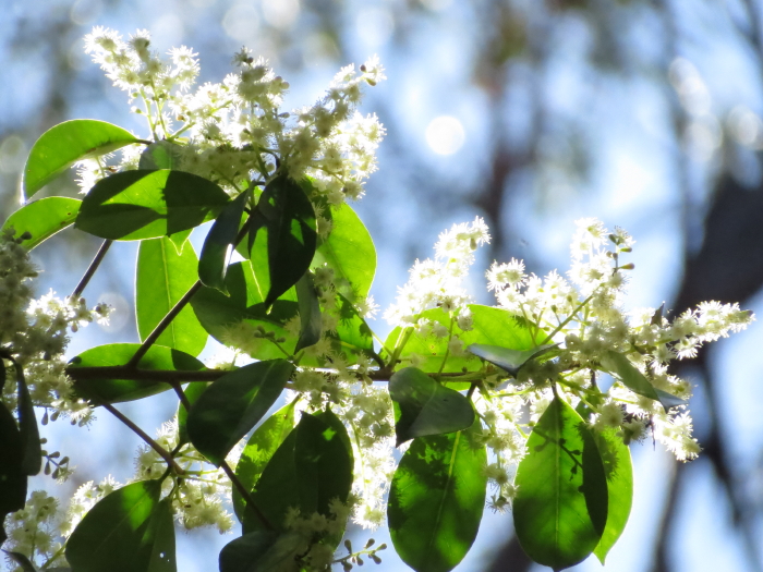 Symplocos flowers