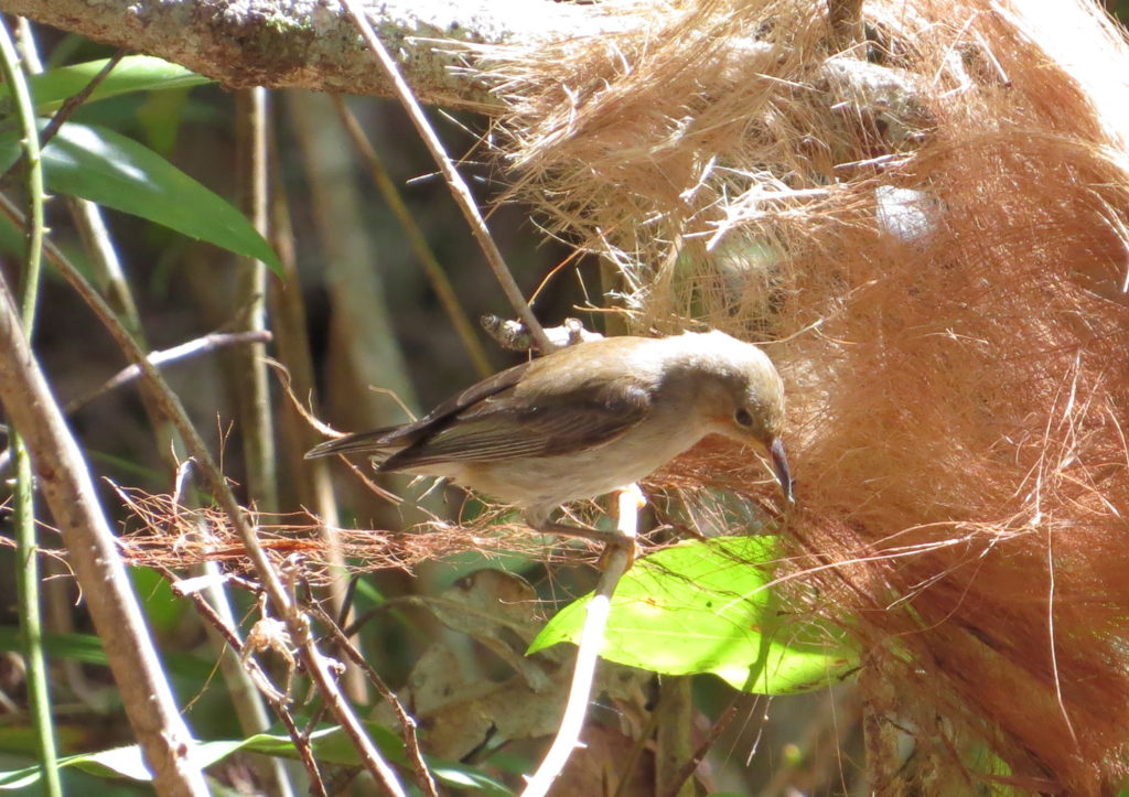 Scarlet Honeyeater, female gathering nesting material