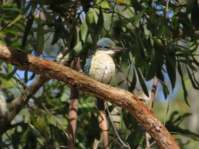 Sacred Kingfisher, fluffed up