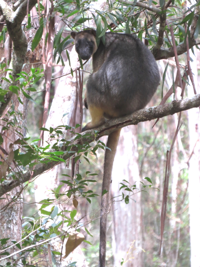 Tree-roo female