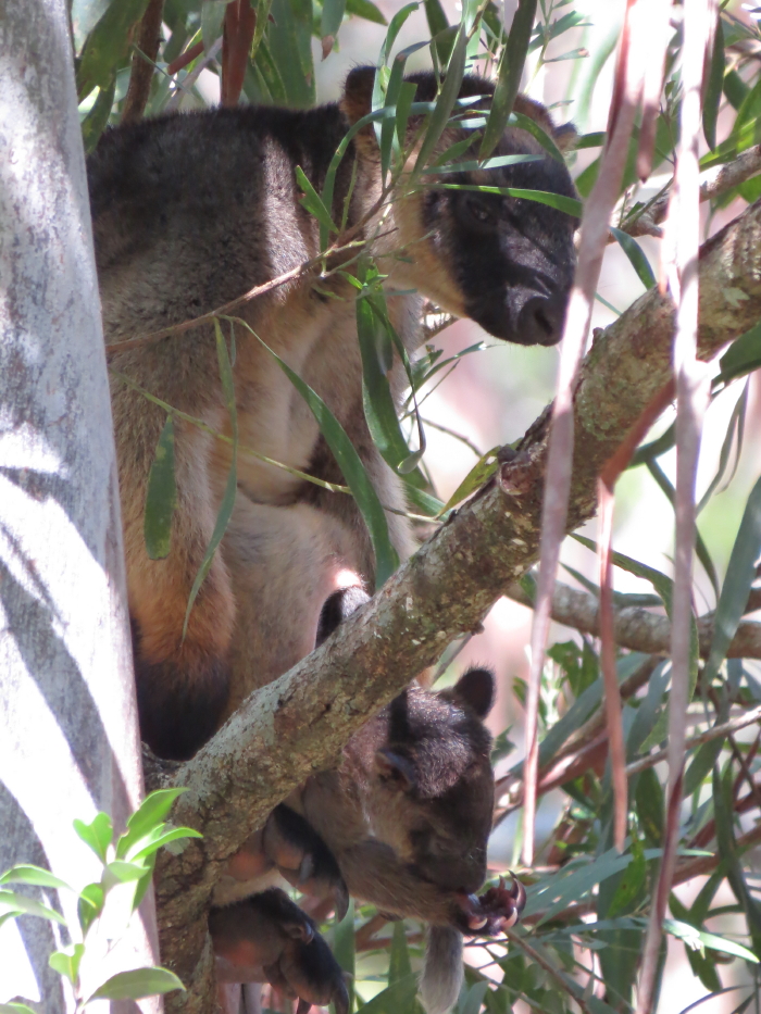 Tree-roo mum with baby in pouch