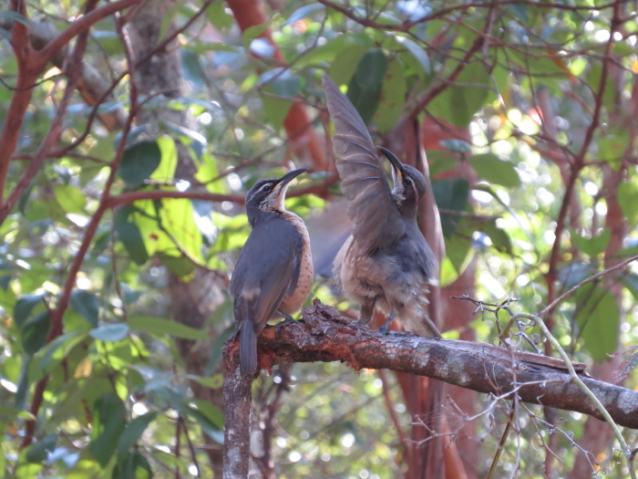 immature male Victoria's Riflebird displaying