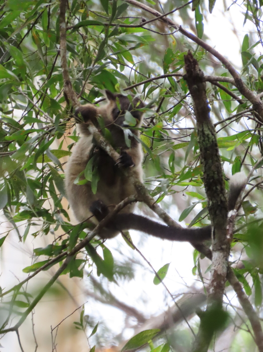 tree-kangaroo joey