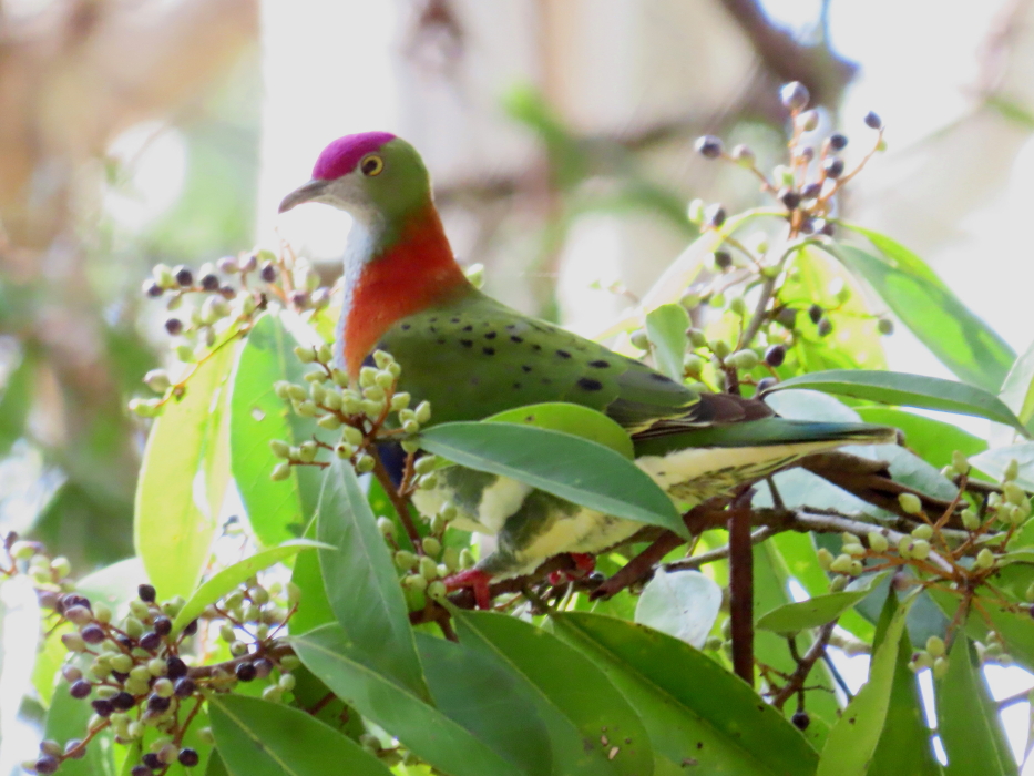 Superb Fruit-dove male