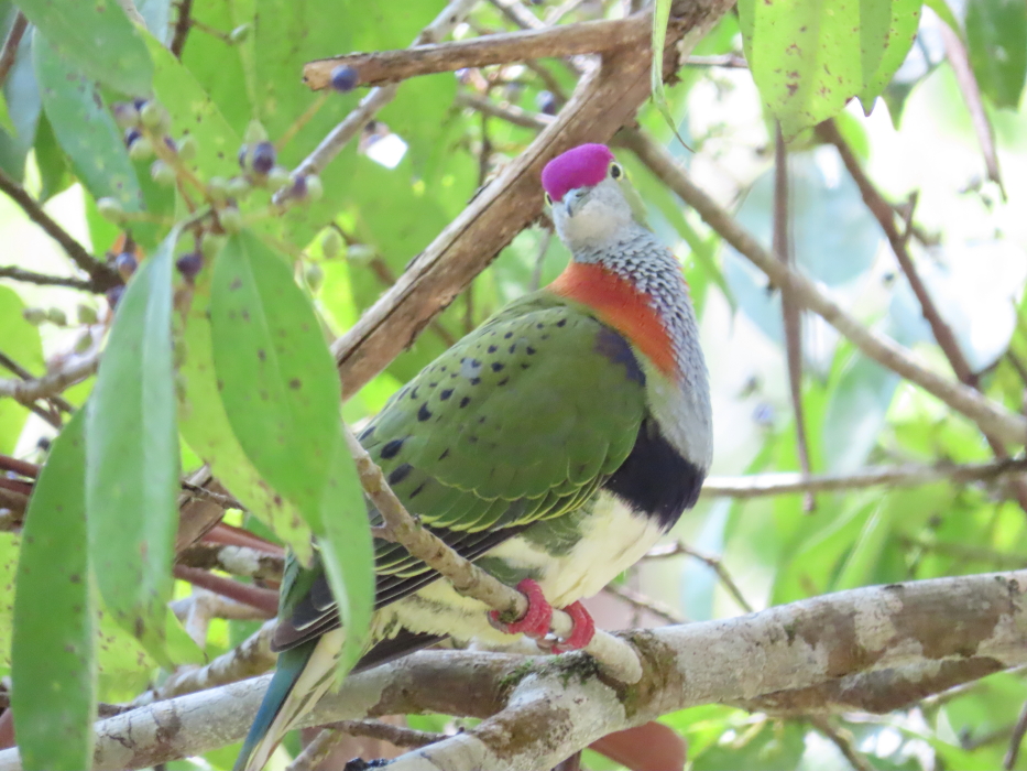 Superb Fruit-dove