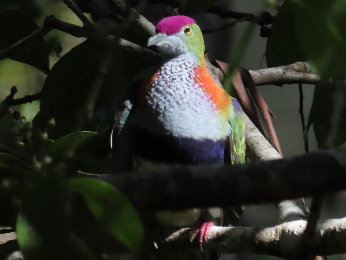 Superb Fruit-dove