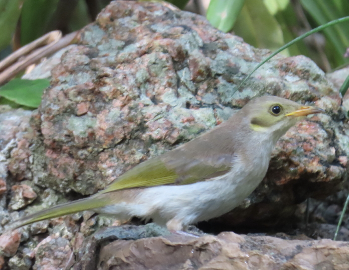 Fuscous Honeyeater