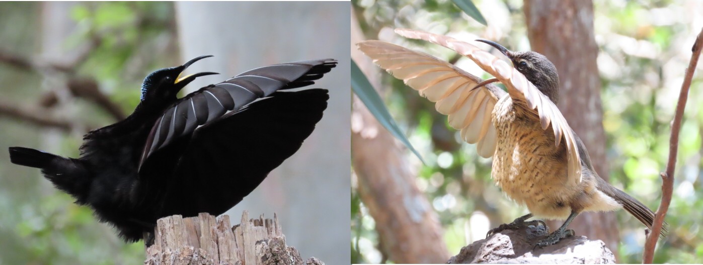 adult & immature male riflebirds