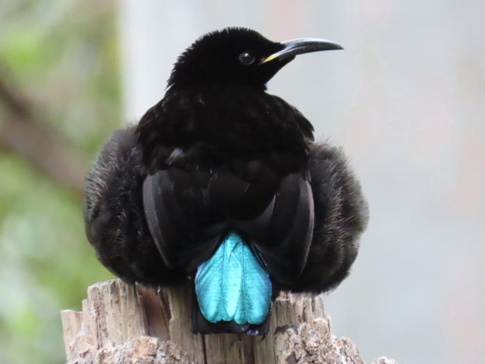 adult male Victoria's Riflebird