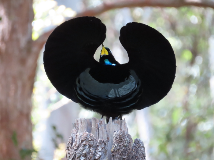 adult male Victoria's Riflebird