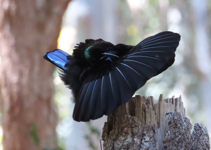 adult male Victoria's Riflebird