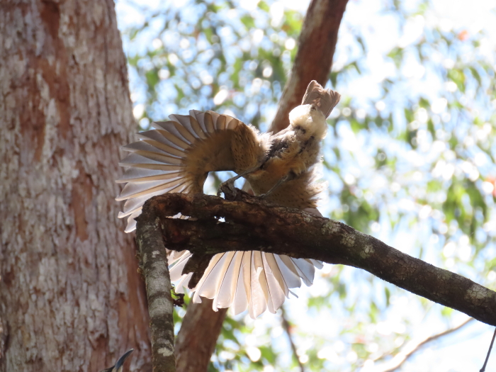 immature Victoria's Riflebird