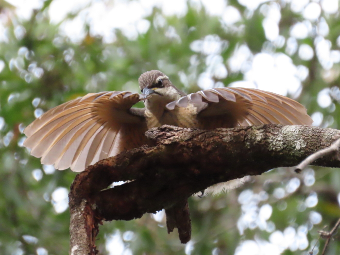 immature Victoria's Riflebird