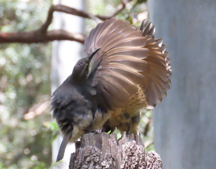 immature Victoria's Riflebird