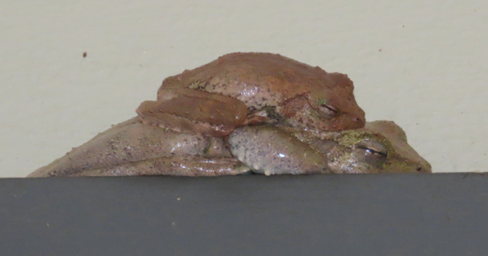 Green-eyed Tree-frogs