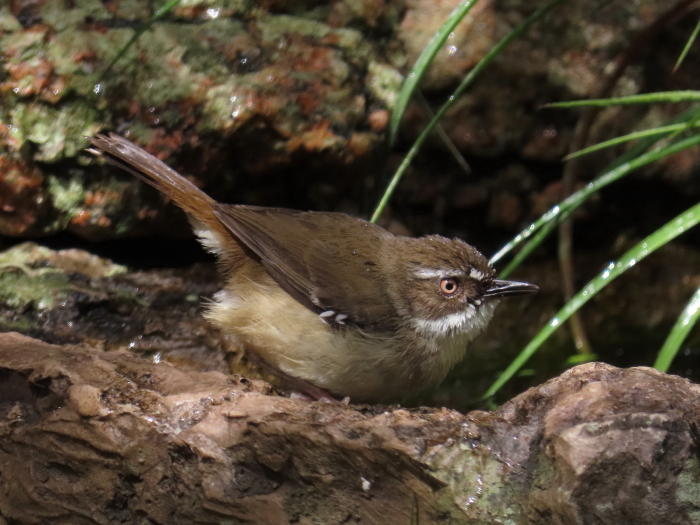 White-browed Scrubwren