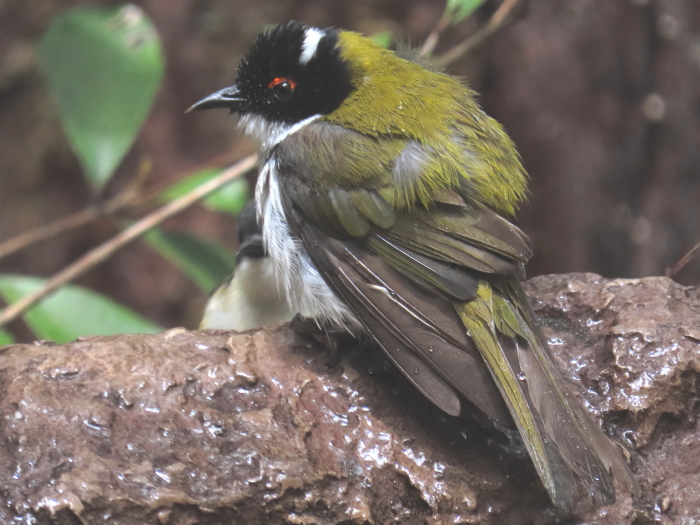 White-naped Honeyeater