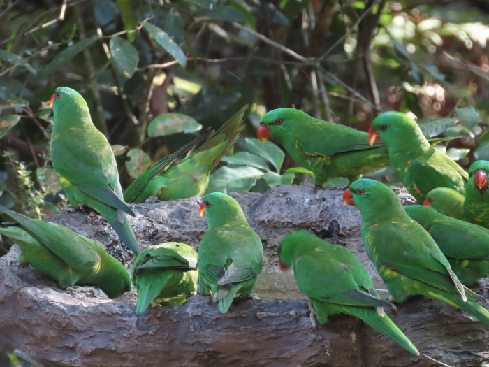 Scaly-breasted Lorikeets at birdbath