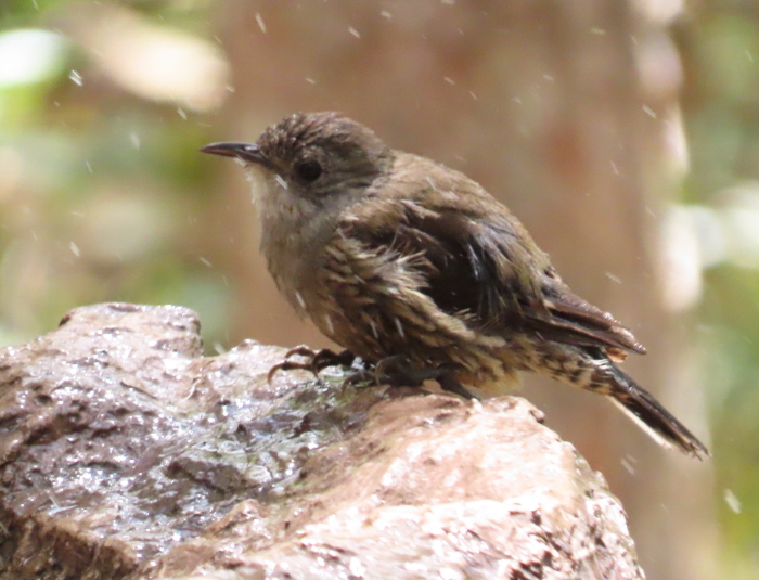 male White-throated Treecreeper