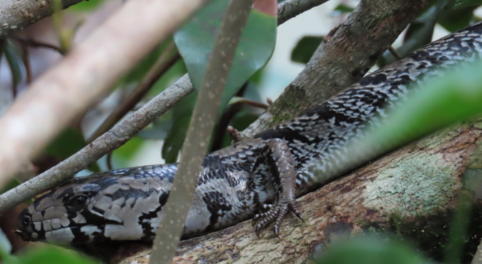 Pink-tongued Skink