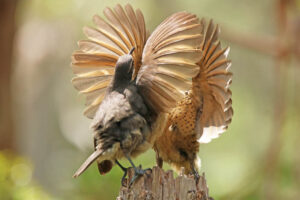 immature Victoria's Riflebirds practising