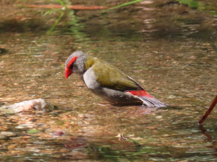 Red-browed Finch fishing