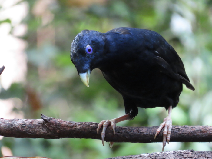 Satin Bowerbird