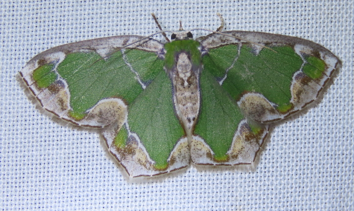 Anisozyga insperata, female
