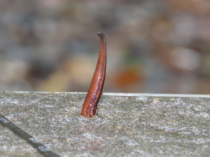 leech on the lookout