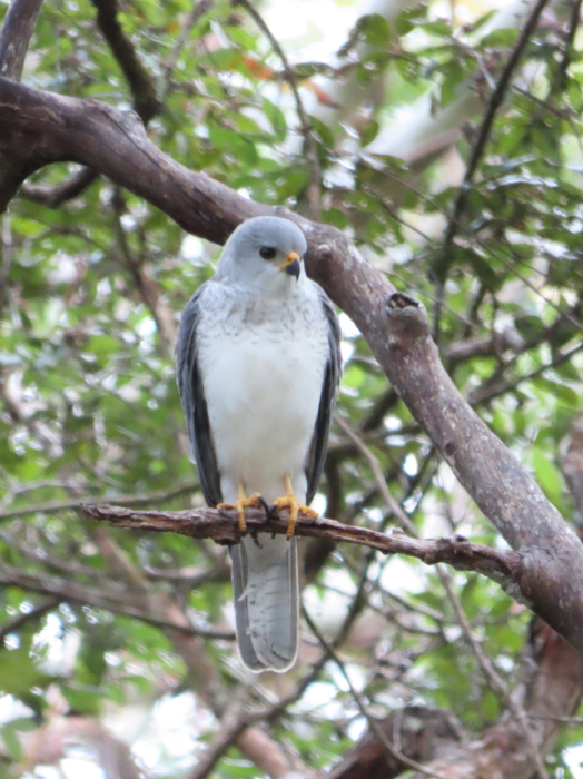 immature Grey Goshawk