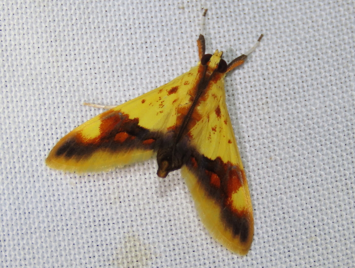 moth