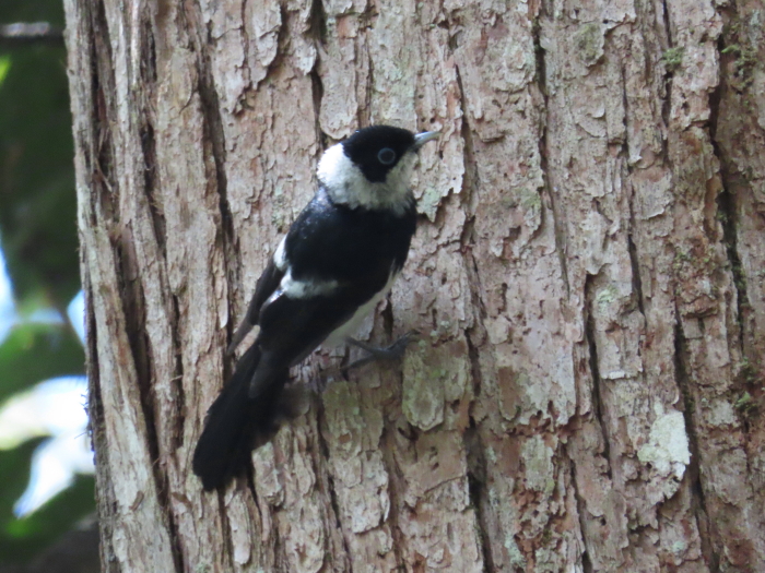 Pied Monarch