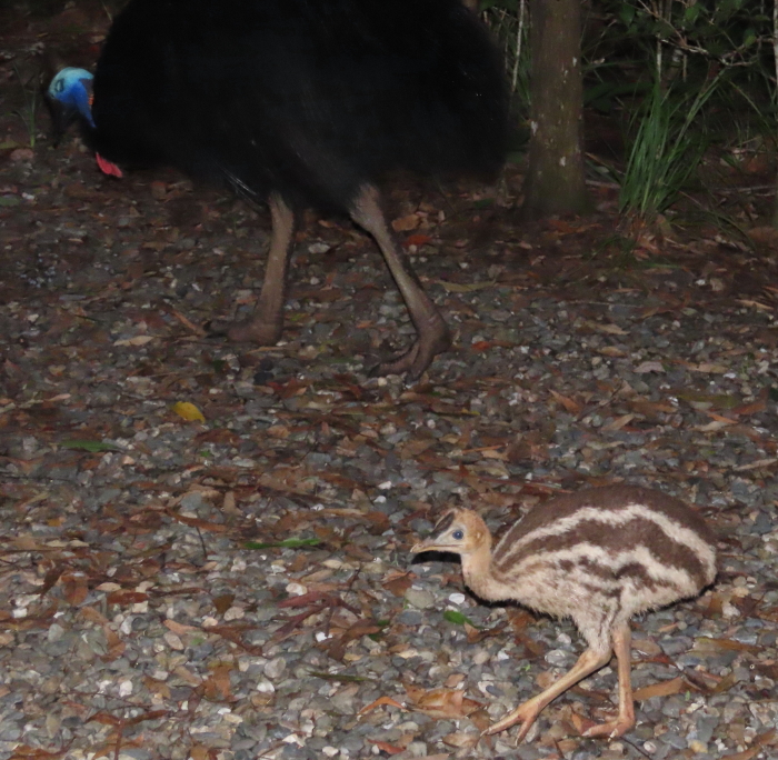 male cassowary & chick