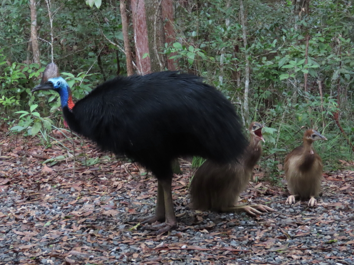 3 cassowaries