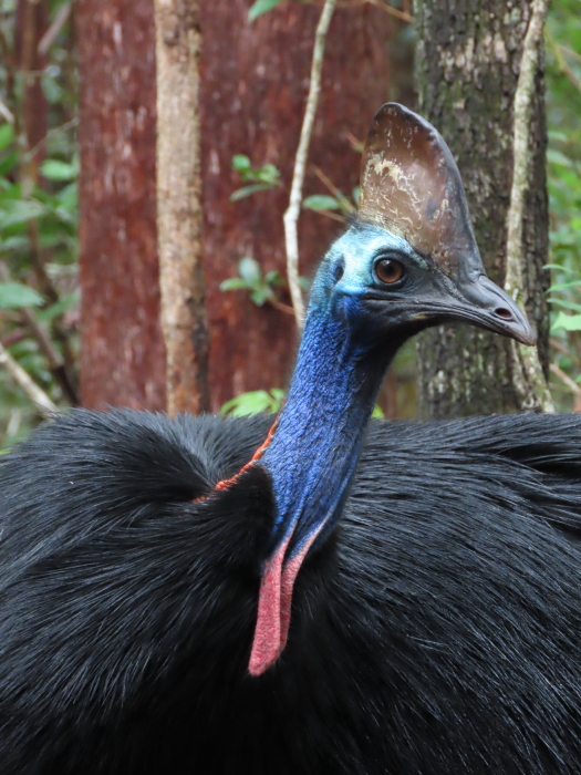male cassowary (Goldfinger)
