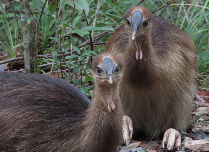cassowary chicks, 7-8 months old