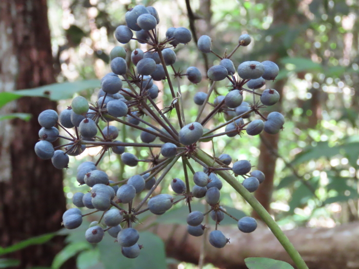 Mackinlaya macrosciadea