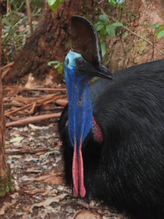 female cassowary (Miss March)