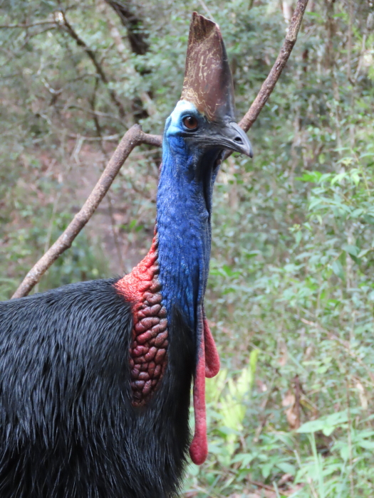 female cassowary (Wattle)
