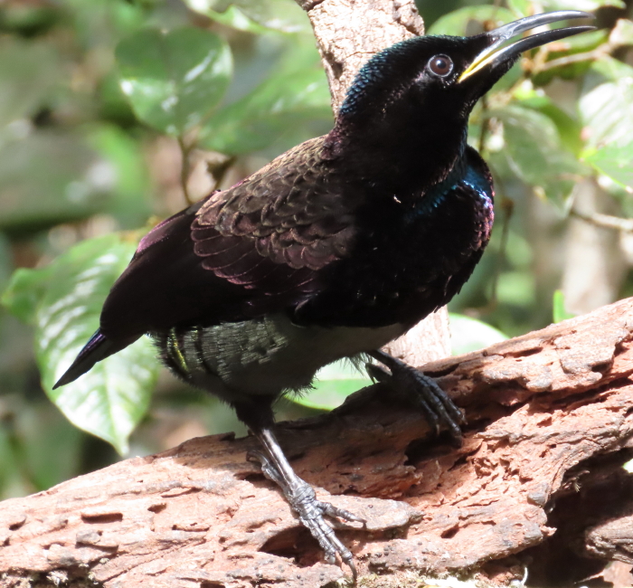 male Victoria's Riflebird