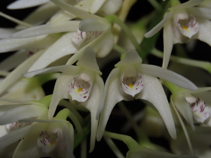 Oak Orchid flowers